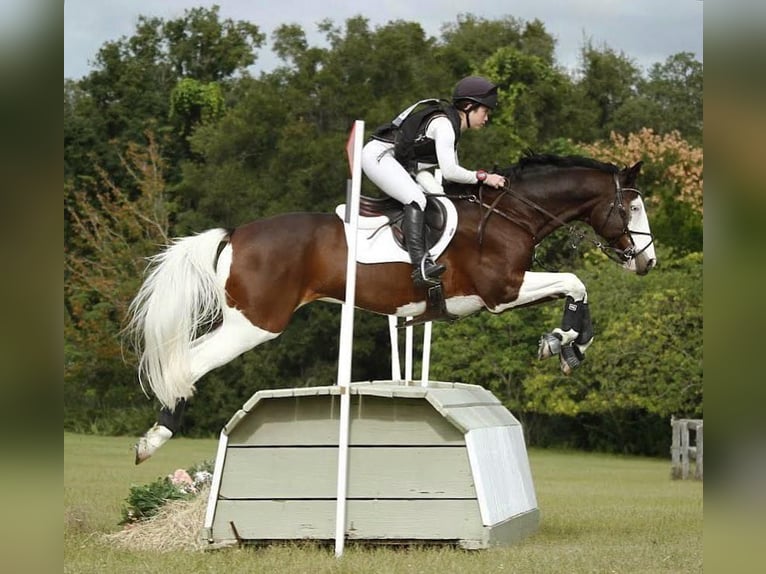 Holsteiner Wallach 8 Jahre 170 cm  in Sant Just Desvern