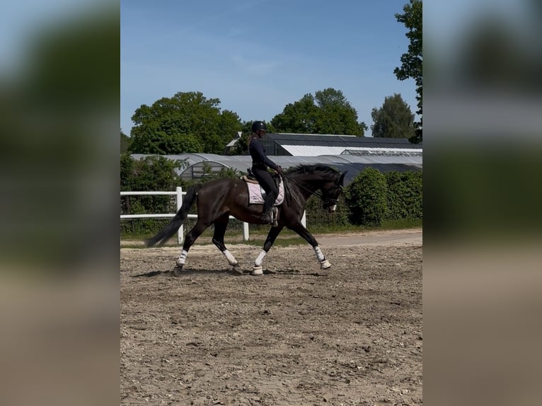 Holsteiner Wallach 8 Jahre 170 cm in Hamburg Groß Borstel