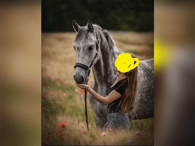 Holsteiner Wallach 8 Jahre 170 cm Schimmel in Frankenberg (Eder)Frankenberg