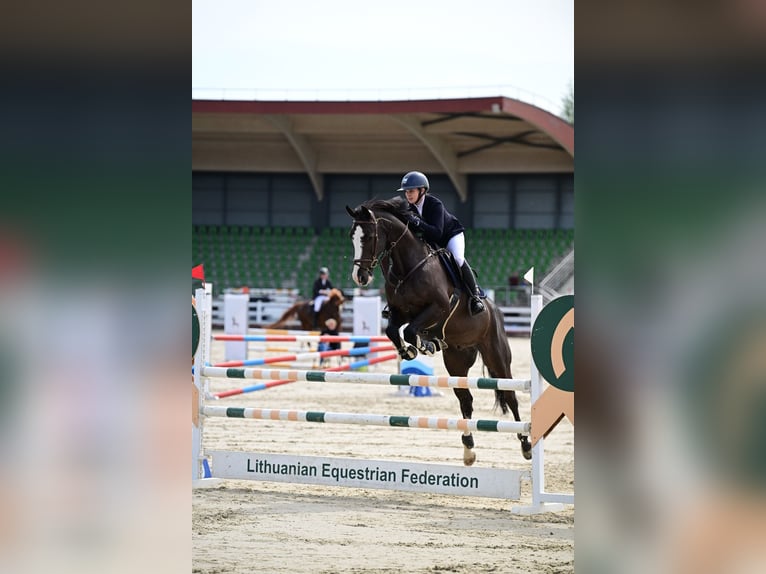 Holsteiner Wallach 8 Jahre 170 cm Schwarzbrauner in Lithuania