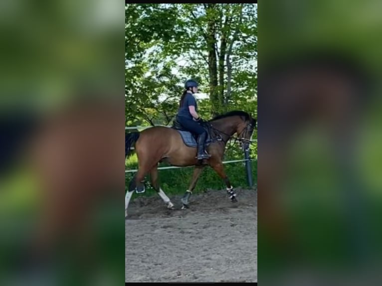 Holsteiner Wallach 8 Jahre 170 cm in Schafflund