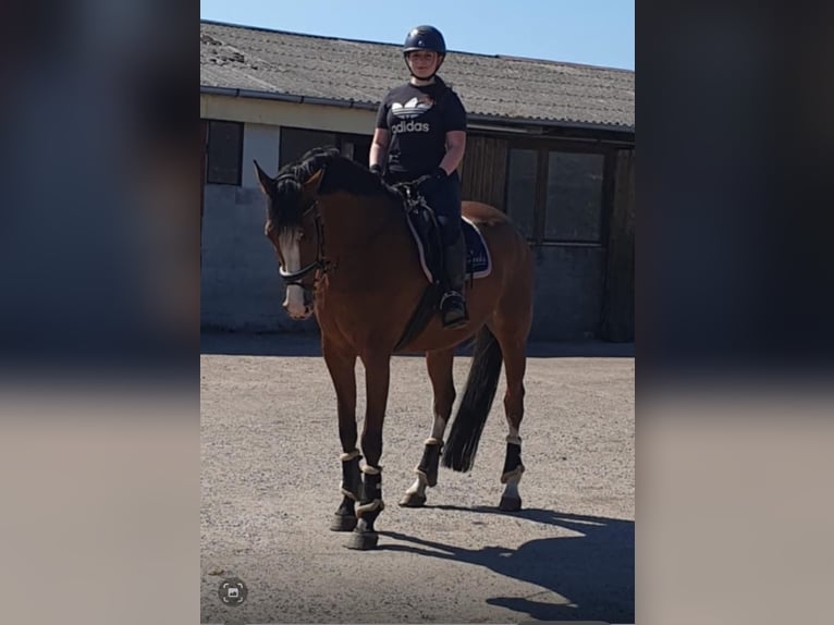 Holsteiner Wallach 8 Jahre 170 cm in Schafflund