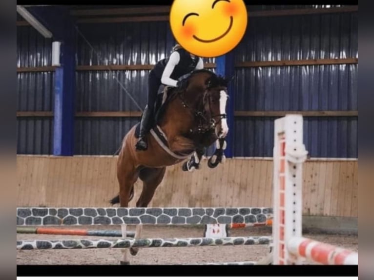 Holsteiner Wallach 8 Jahre 170 cm in Schafflund