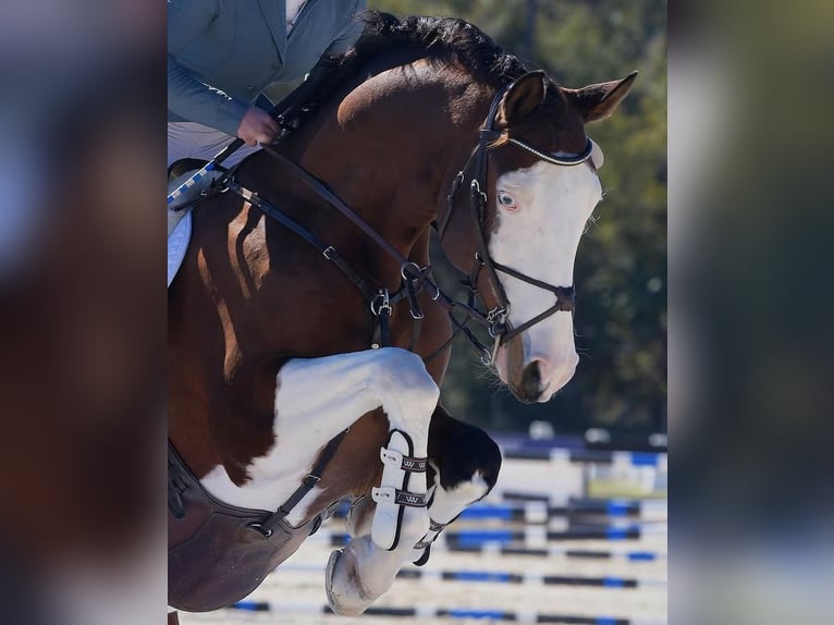 Holsteiner Wallach 8 Jahre 170 cm Tobiano-alle-Farben in Wolvega