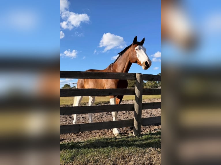 Holsteiner Wallach 8 Jahre 170 cm Tobiano-alle-Farben in Soto De Viñuelas