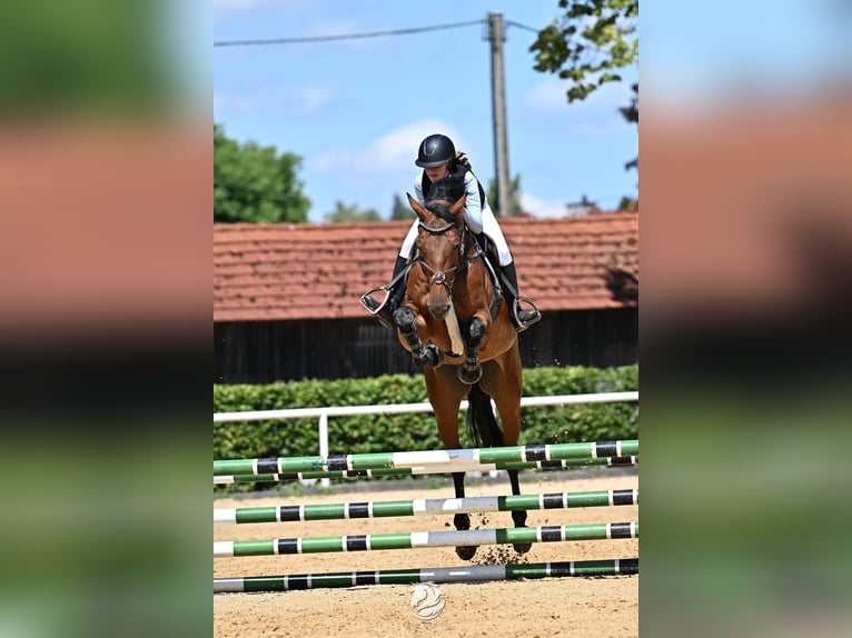 Holsteiner Wallach 8 Jahre 171 cm Brauner in Ranshofen