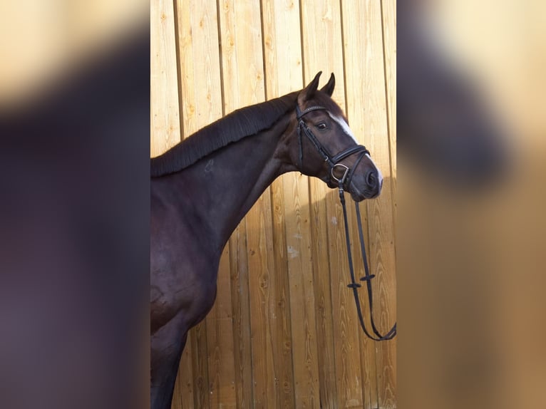 Holsteiner Wallach 8 Jahre 171 cm Rappe in Ellerhoop