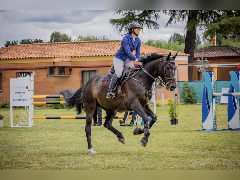 Holsteiner Wallach 8 Jahre 171 cm Rappe in Madrid