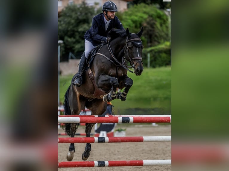 Holsteiner Wallach 8 Jahre 171 cm Rappe in Madrid