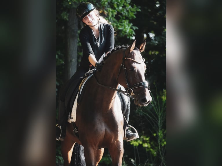 Holsteiner Wallach 8 Jahre 172 cm Brauner in Nettersheim