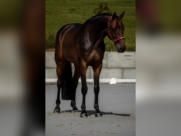 Holsteiner Wallach 8 Jahre 172 cm Brauner in Nettersheim