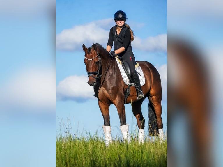 Holsteiner Wallach 8 Jahre 172 cm Brauner in Nettersheim