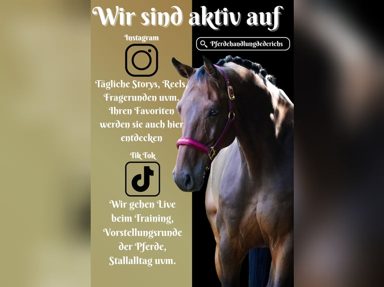Holsteiner Wallach 8 Jahre 172 cm Brauner in Nettersheim