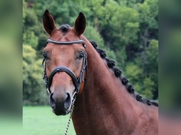 Holsteiner Wallach 8 Jahre 172 cm Brauner in Borchen