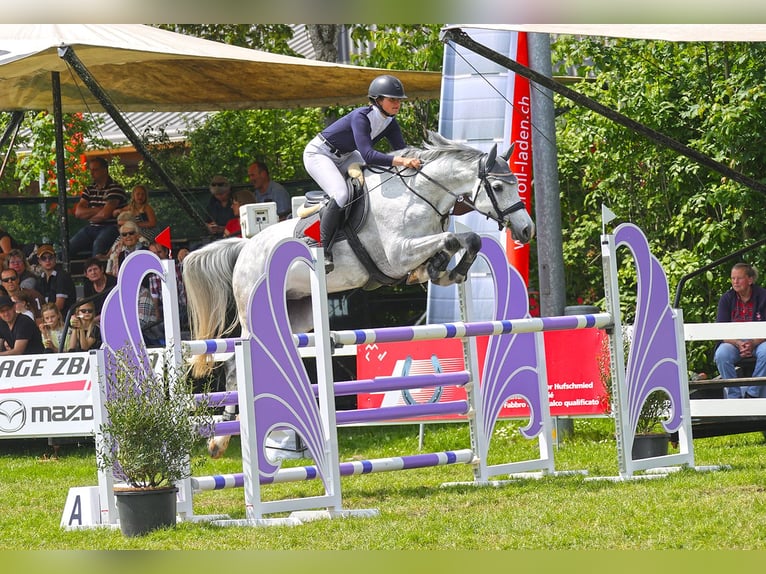 Holsteiner Wallach 8 Jahre 172 cm Schimmel in Zielebach