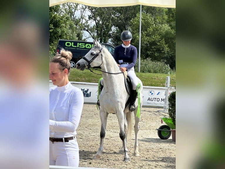 Holsteiner Wallach 8 Jahre 172 cm Schimmel in Zielebach