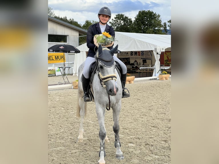 Holsteiner Wallach 8 Jahre 172 cm Schimmel in Zielebach