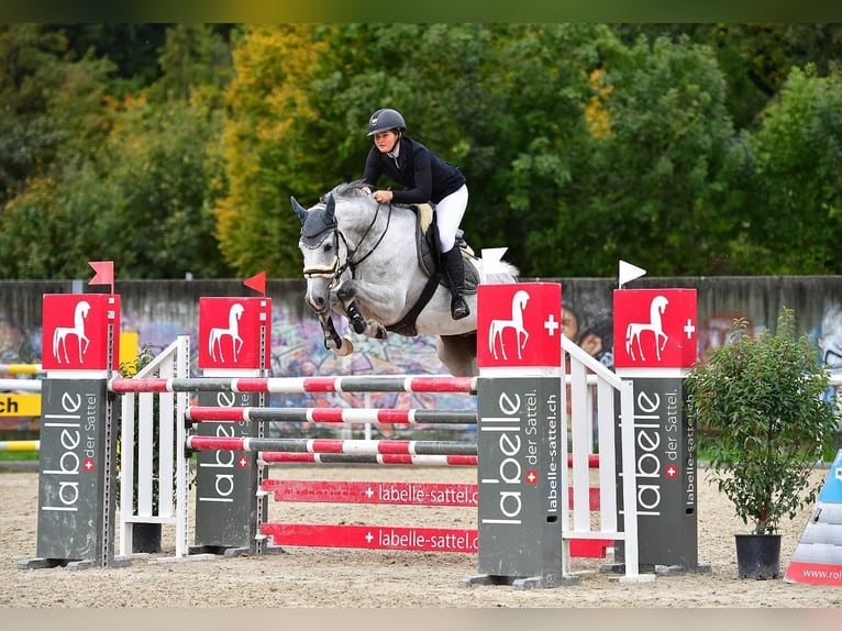 Holsteiner Wallach 8 Jahre 172 cm Schimmel in Zielebach