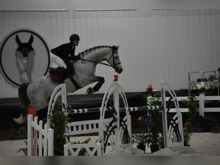 Holsteiner Wallach 8 Jahre 173 cm Schimmel in Essenbach