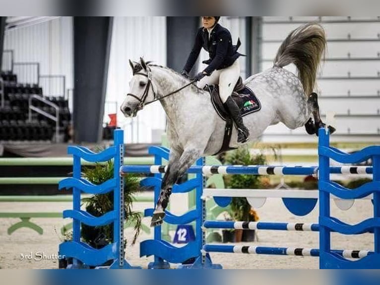 Holsteiner Wallach 8 Jahre 173 cm Schimmel in Lübeck