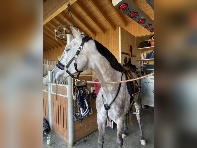 Holsteiner Wallach 8 Jahre 173 cm Schimmel in Warendorf