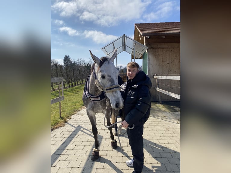 Holsteiner Wallach 8 Jahre 173 cm Schimmel in Warendorf