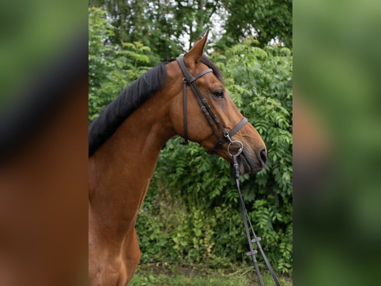 Holsteiner Wallach 8 Jahre 174 cm Brauner in Rodenbek