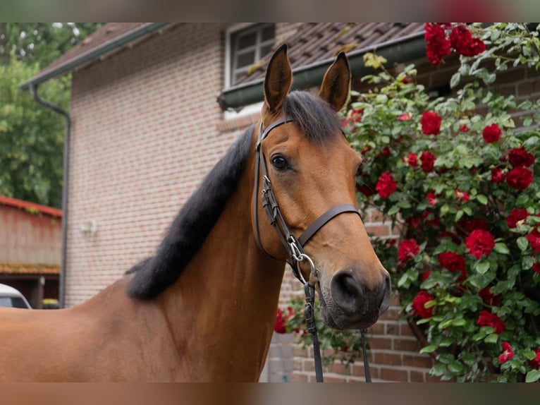 Holsteiner Wallach 8 Jahre 174 cm Brauner in Rodenbek
