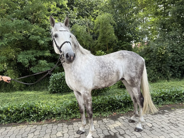 Holsteiner Wallach 8 Jahre 174 cm Schimmel in L&#xF6;ningen