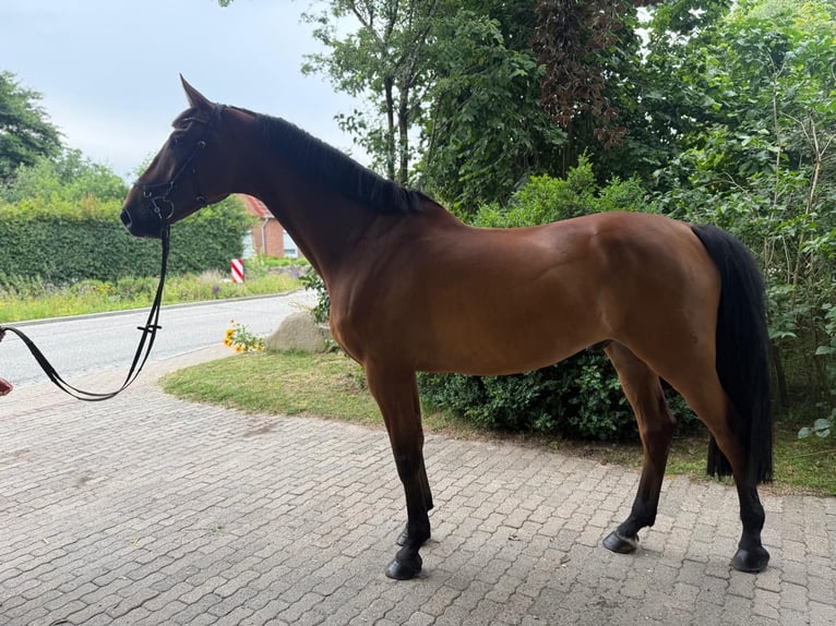 Holsteiner Wallach 8 Jahre 175 cm Brauner in Krumstedt