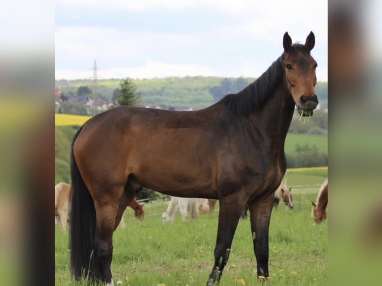 Holsteiner Wallach 8 Jahre 175 cm Dunkelbrauner in Hünfelden