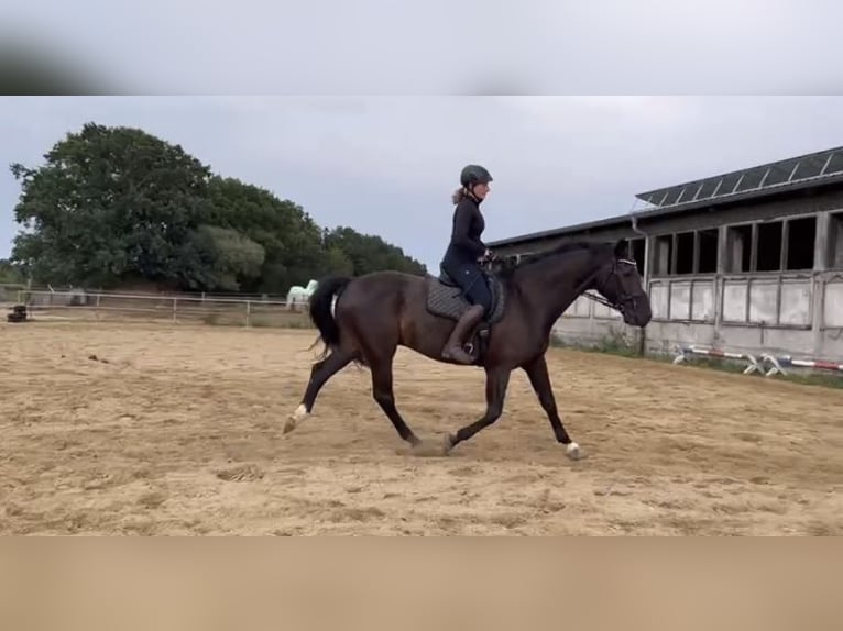 Holsteiner Wallach 8 Jahre 176 cm Schwarzbrauner in Retschow