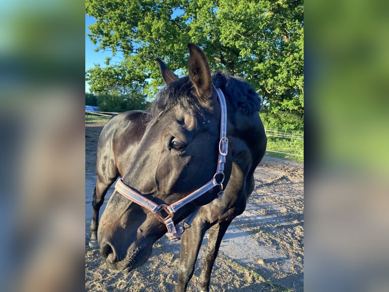 Holsteiner Wallach 8 Jahre 176 cm Schwarzbrauner in Retschow