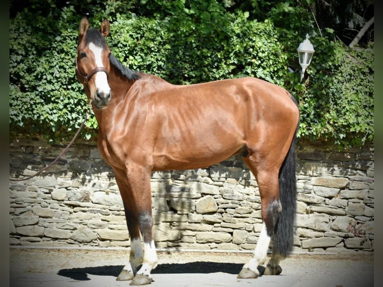 Holsteiner Wallach 8 Jahre 178 cm Brauner in Ratingen
