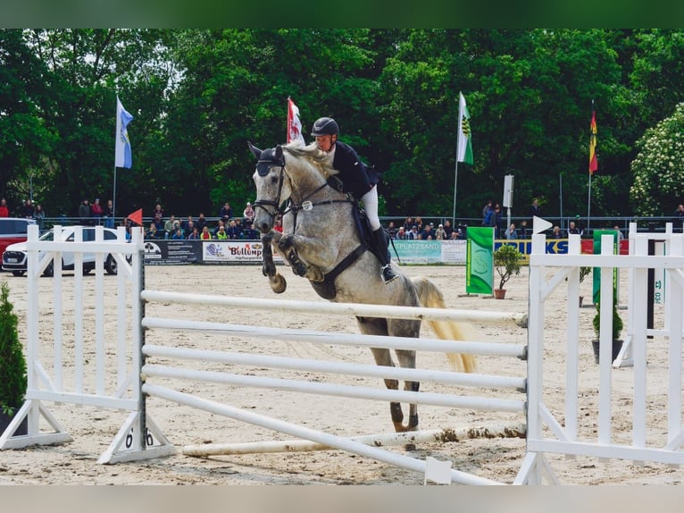 Holsteiner Wallach 8 Jahre 178 cm Schimmel in Greiz