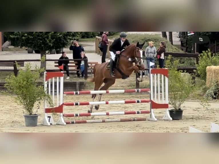 Holsteiner Wallach 8 Jahre 179 cm Fuchs in Pausin
