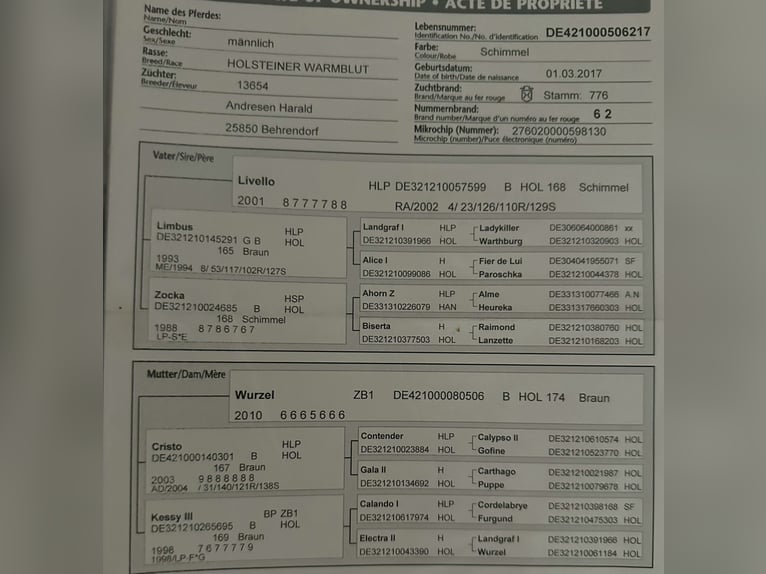Holsteiner Wallach 8 Jahre 180 cm Apfelschimmel in Blaubeuren Holsteiner Wallach 8 Jahre 180 cm Apfelschimmel in Blaubeuren