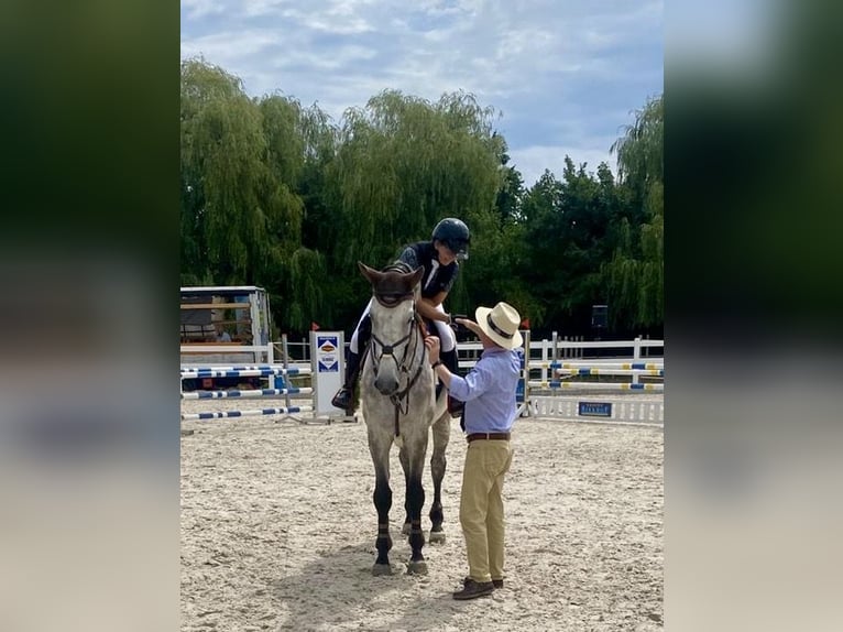 Holsteiner Wallach 8 Jahre 180 cm Apfelschimmel in Blaubeuren