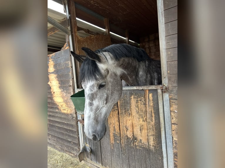 Holsteiner Wallach 8 Jahre 182 cm Apfelschimmel in Merkers-Kieselbach