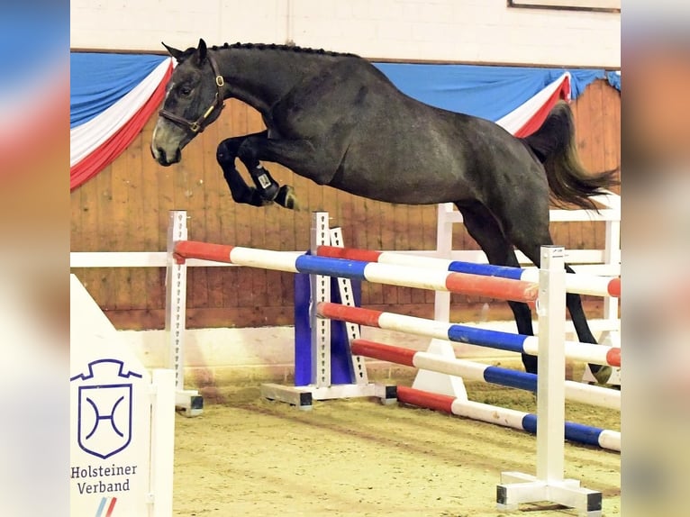 Holsteiner Wallach 8 Jahre 182 cm Apfelschimmel in Merkers-Kieselbach