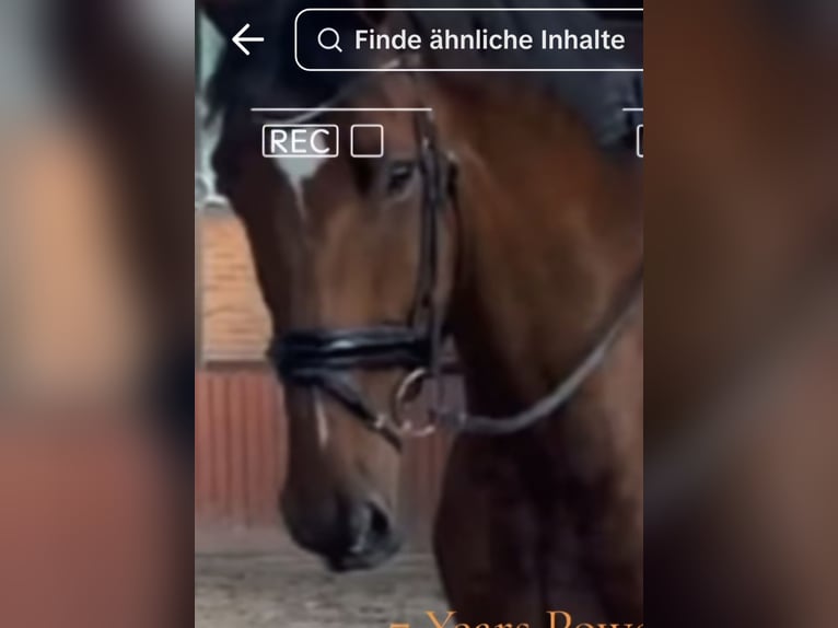 Holsteiner Wallach 8 Jahre 183 cm Brauner in Emmerich