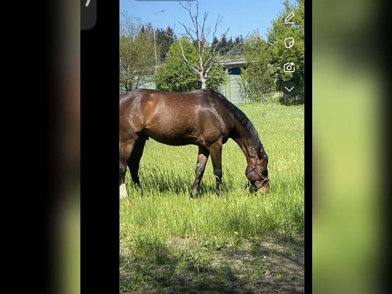 Holsteiner Wallach 9 Jahre 162 cm Brauner in Lübeck