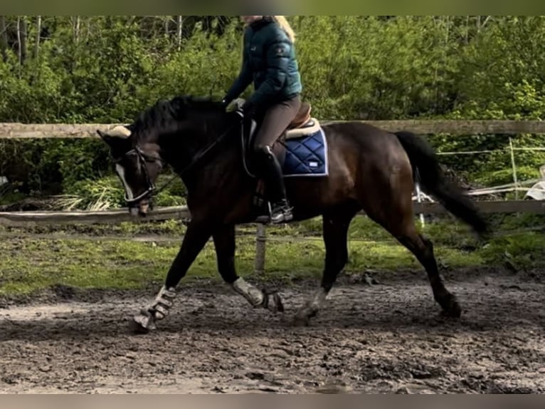 Holsteiner Wallach 9 Jahre 162 cm Brauner in Lübeck