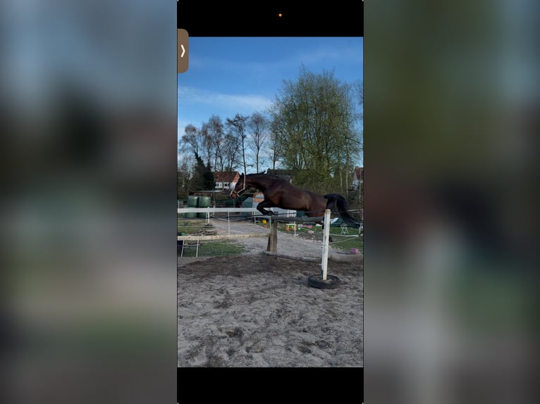 Holsteiner Wallach 9 Jahre 162 cm Brauner in Lübeck