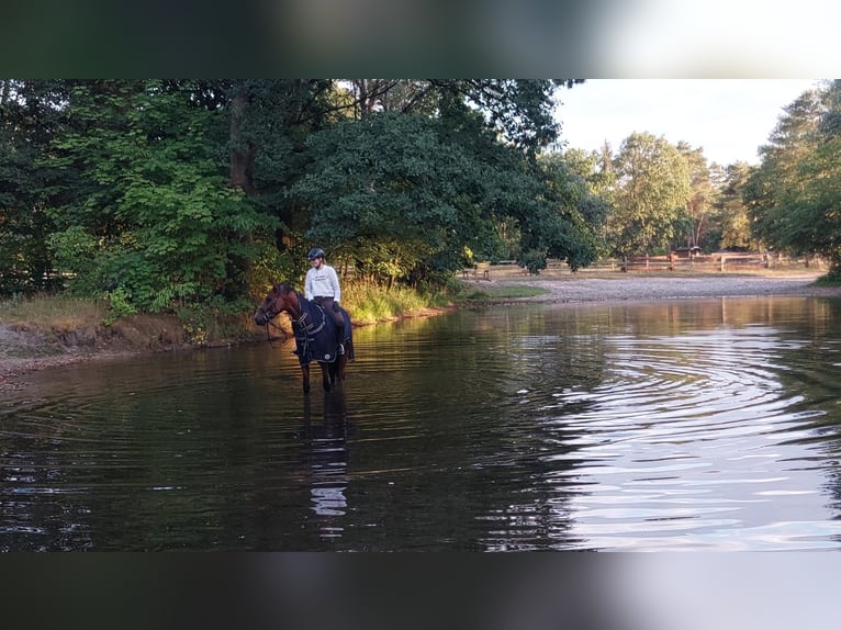 Holsteiner Wallach 9 Jahre 163 cm Brauner in Celle