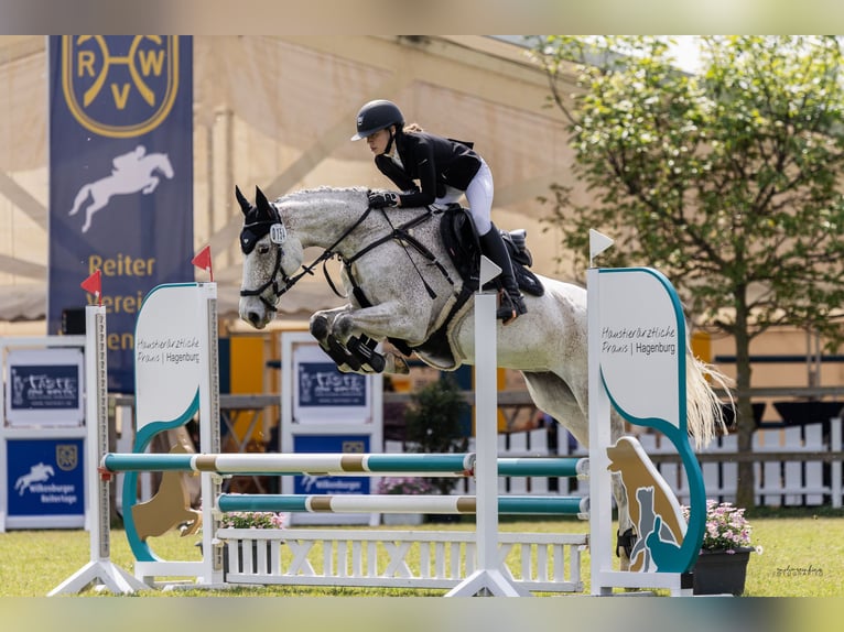 Holsteiner Wallach 9 Jahre 163 cm Fliegenschimmel in Hannover