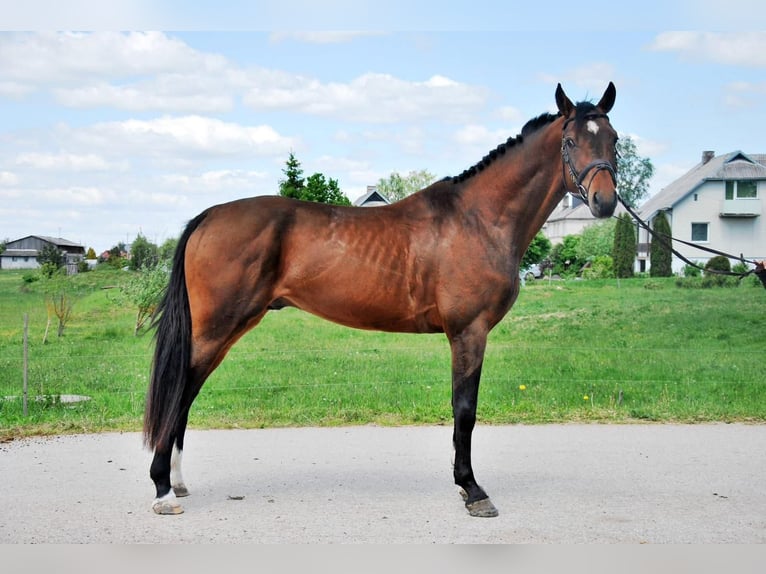 Holsteiner Mix Wallach 9 Jahre 164 cm Brauner in Languidic