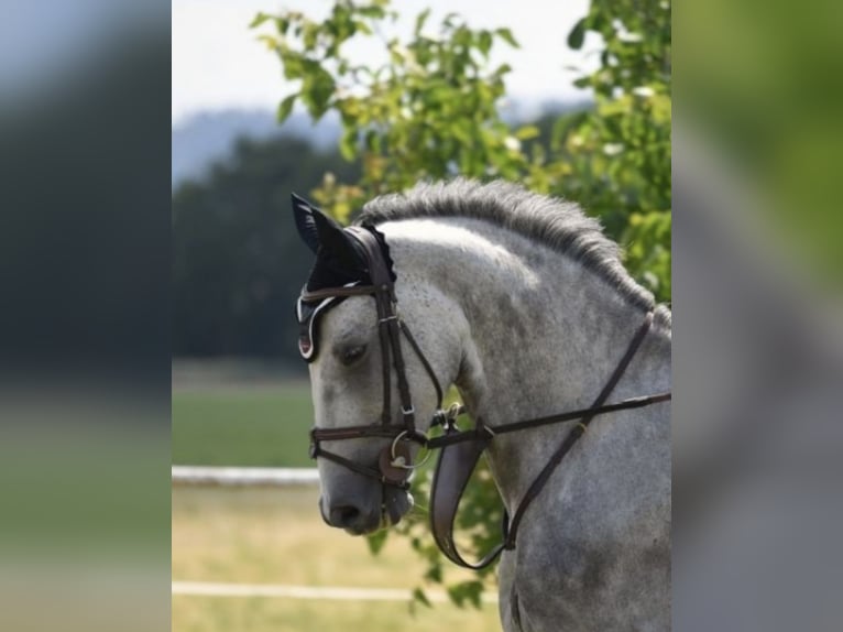 Holsteiner Wallach 9 Jahre 164 cm Schimmel in Fürth