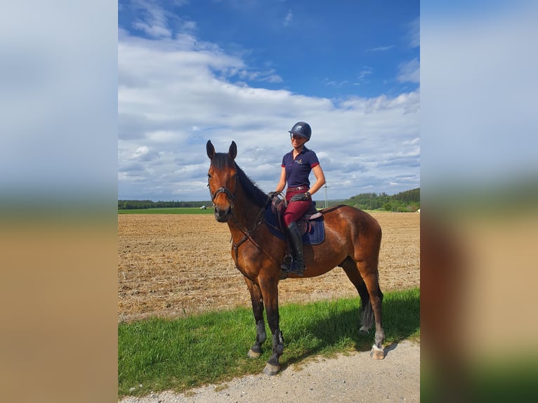 Holsteiner Wallach 9 Jahre 165 cm Brauner in Langerringen