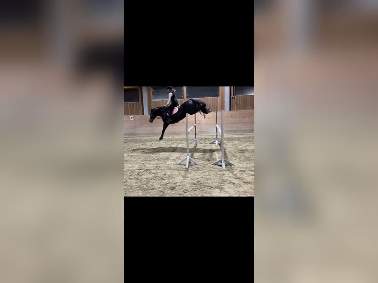 Holsteiner Wallach 9 Jahre 166 cm Dunkelbrauner in Spittal